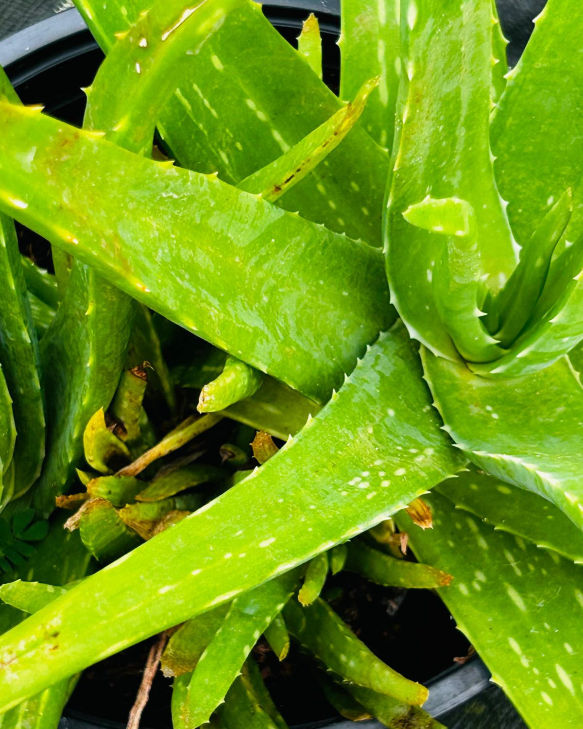 Aloe vera 'Sweet'