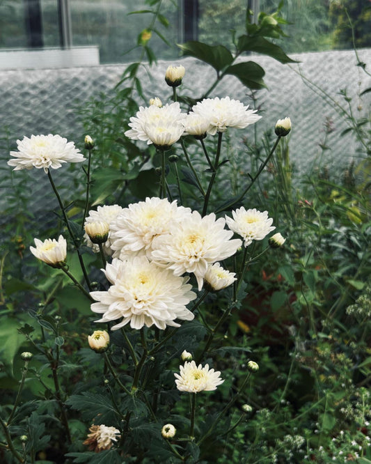Chinesische Tee-Chrysantheme (gefülltblühend)