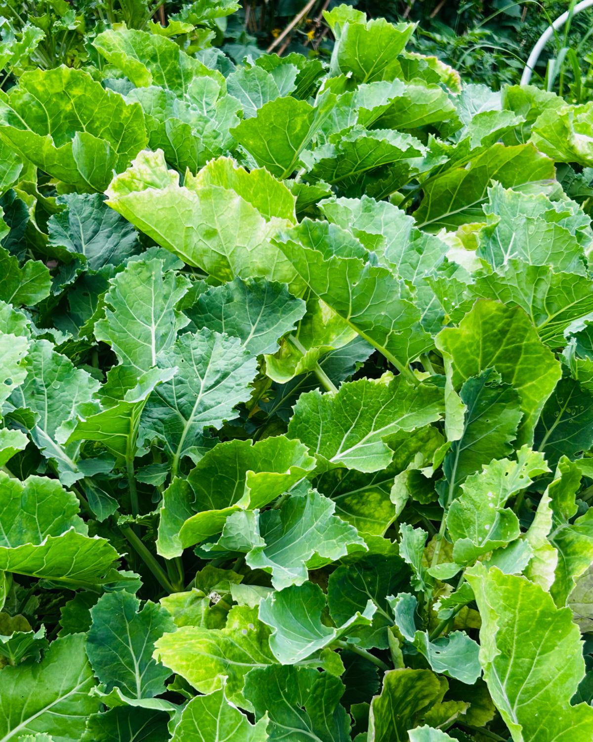 Ewiger Kohl, grün