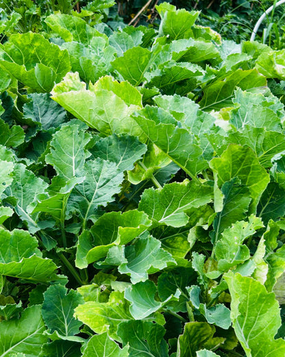 Ewiger Kohl, grün