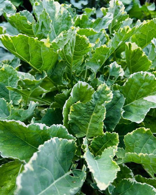 Ewiger Kohl, weißbunt