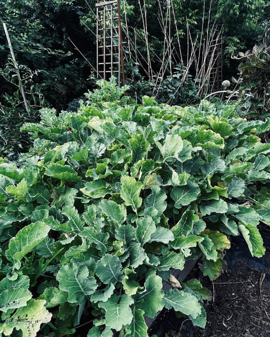Ewiger Kohl, grün
