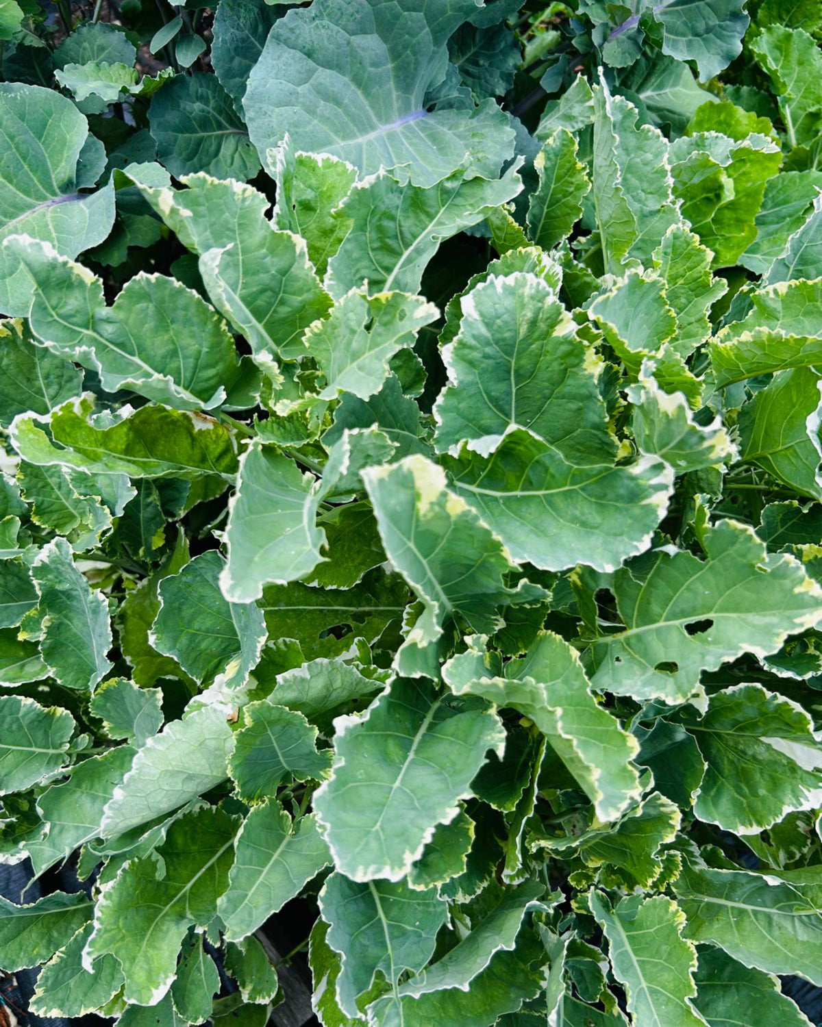 Ewiger Kohl, weißbunt