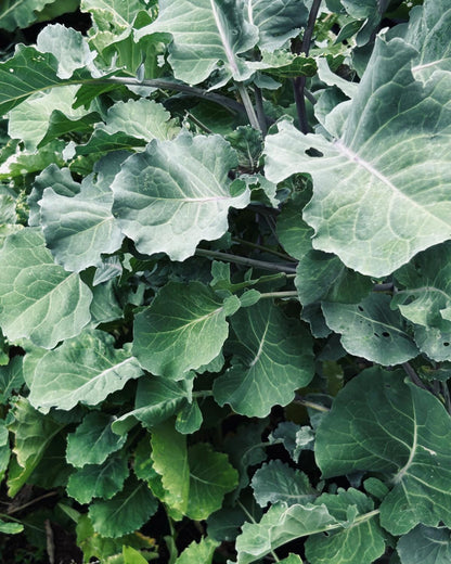 Ewiger Kohl / Baumkohl