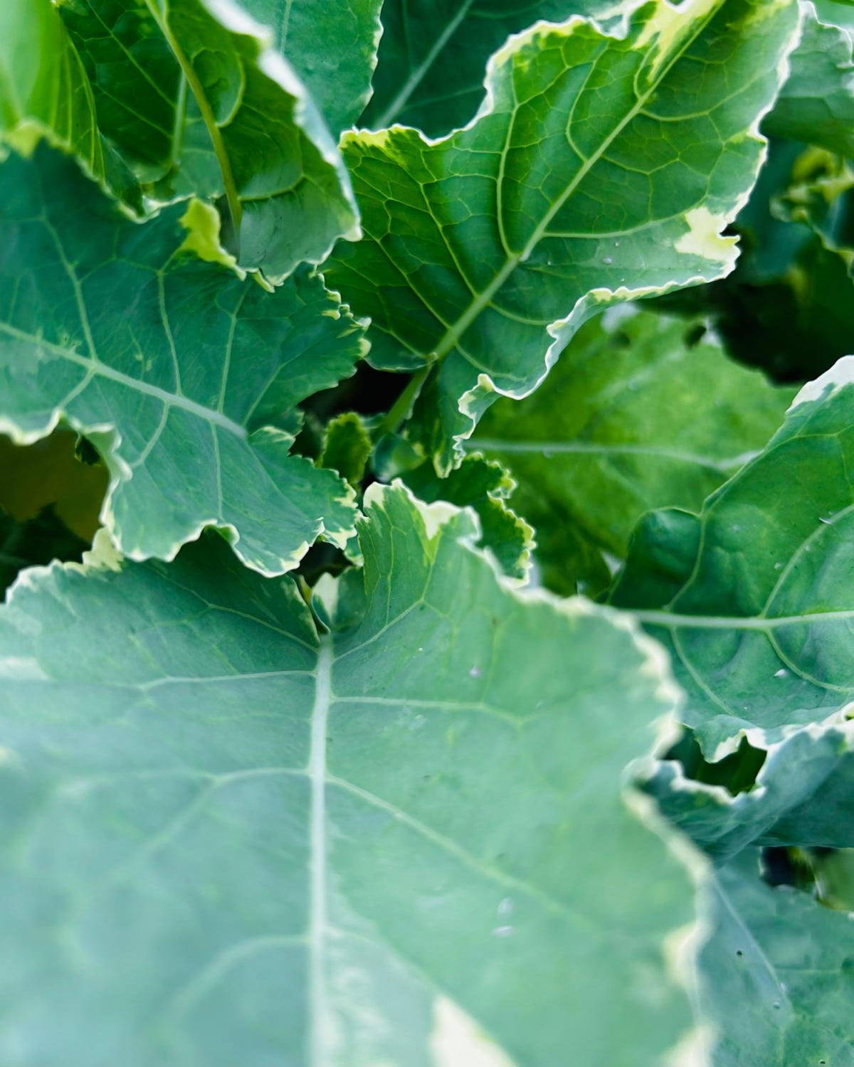 Ewiger Kohl, weißbunt