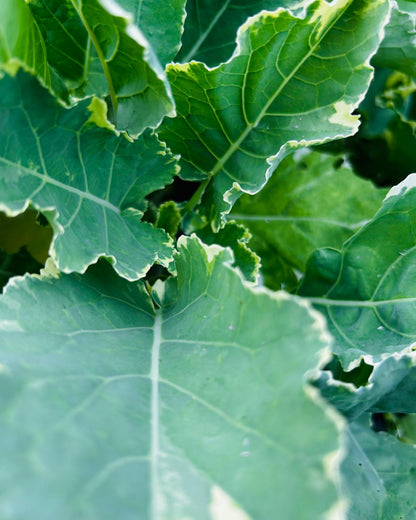 Ewiger Kohl, weißbunt