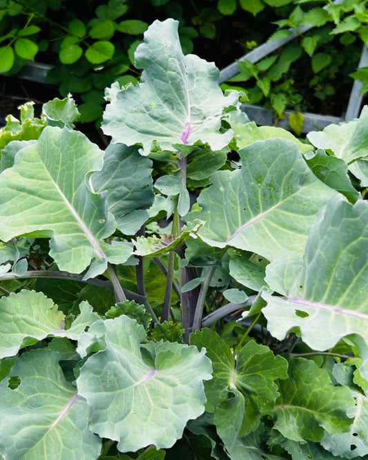 Ewiger Kohl / Baumkohl