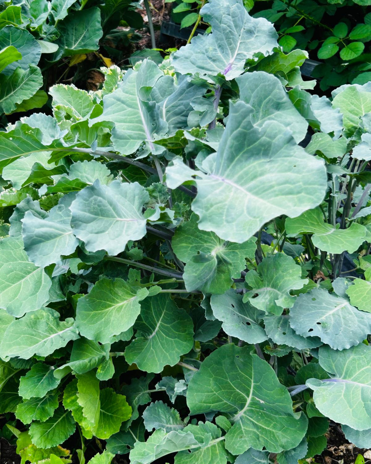 Ewiger Kohl / Baumkohl