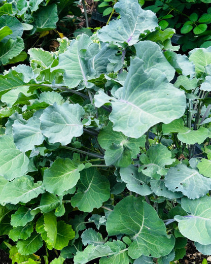 Ewiger Kohl / Baumkohl