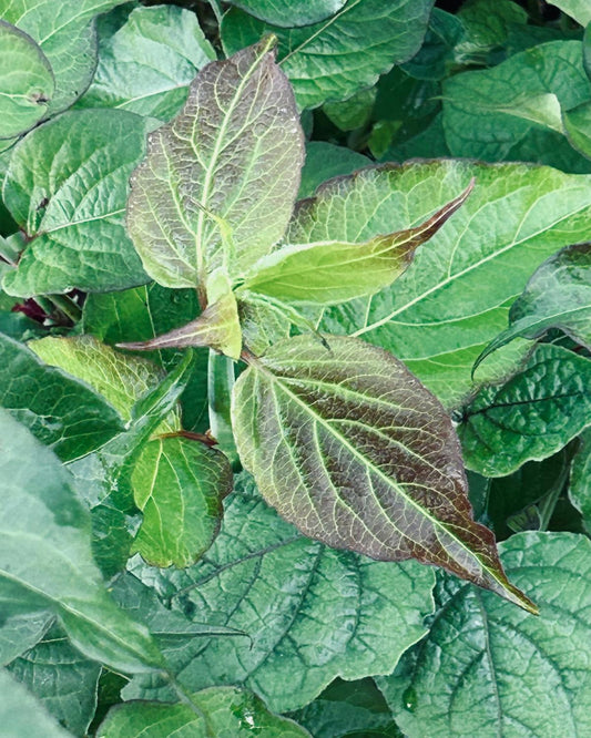 Karamellbeere