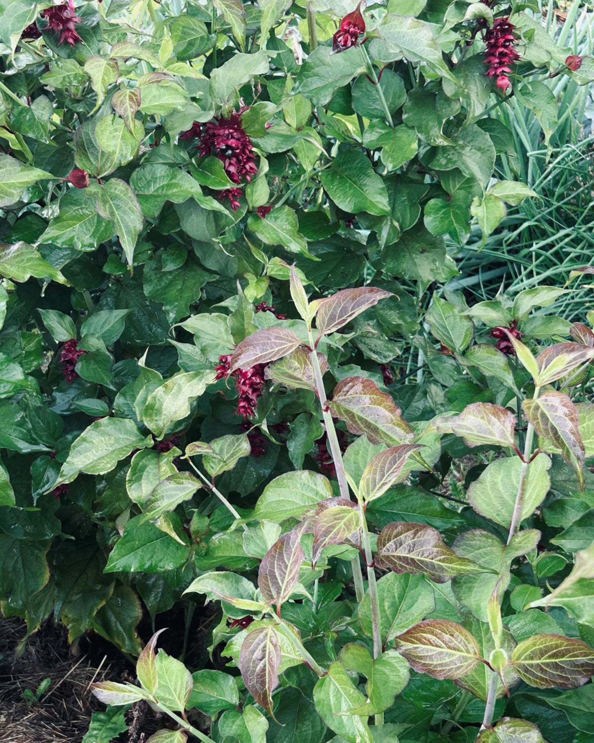 Karamellbeere