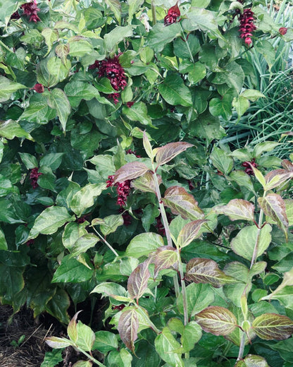 Karamellbeere
