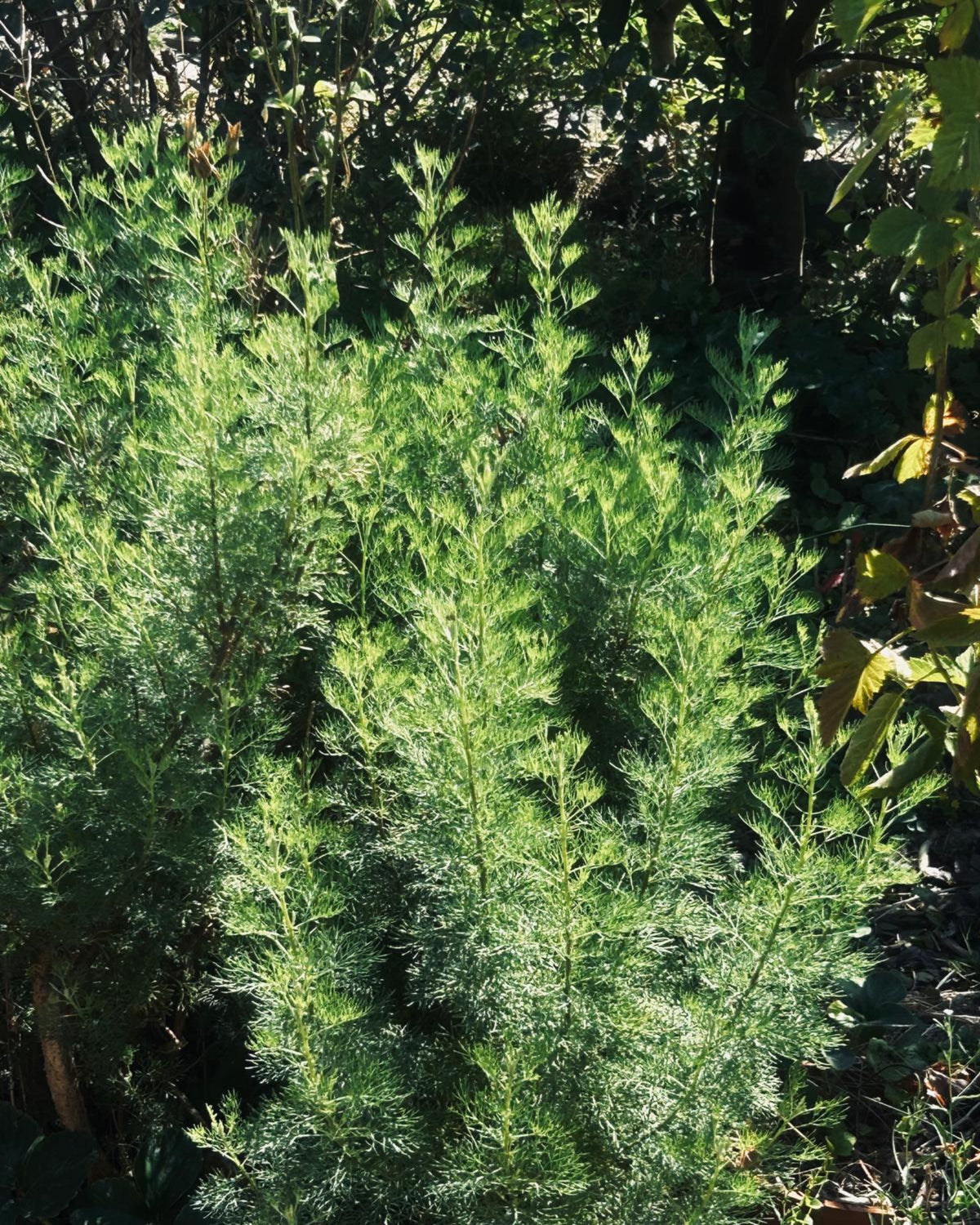 Colakraut