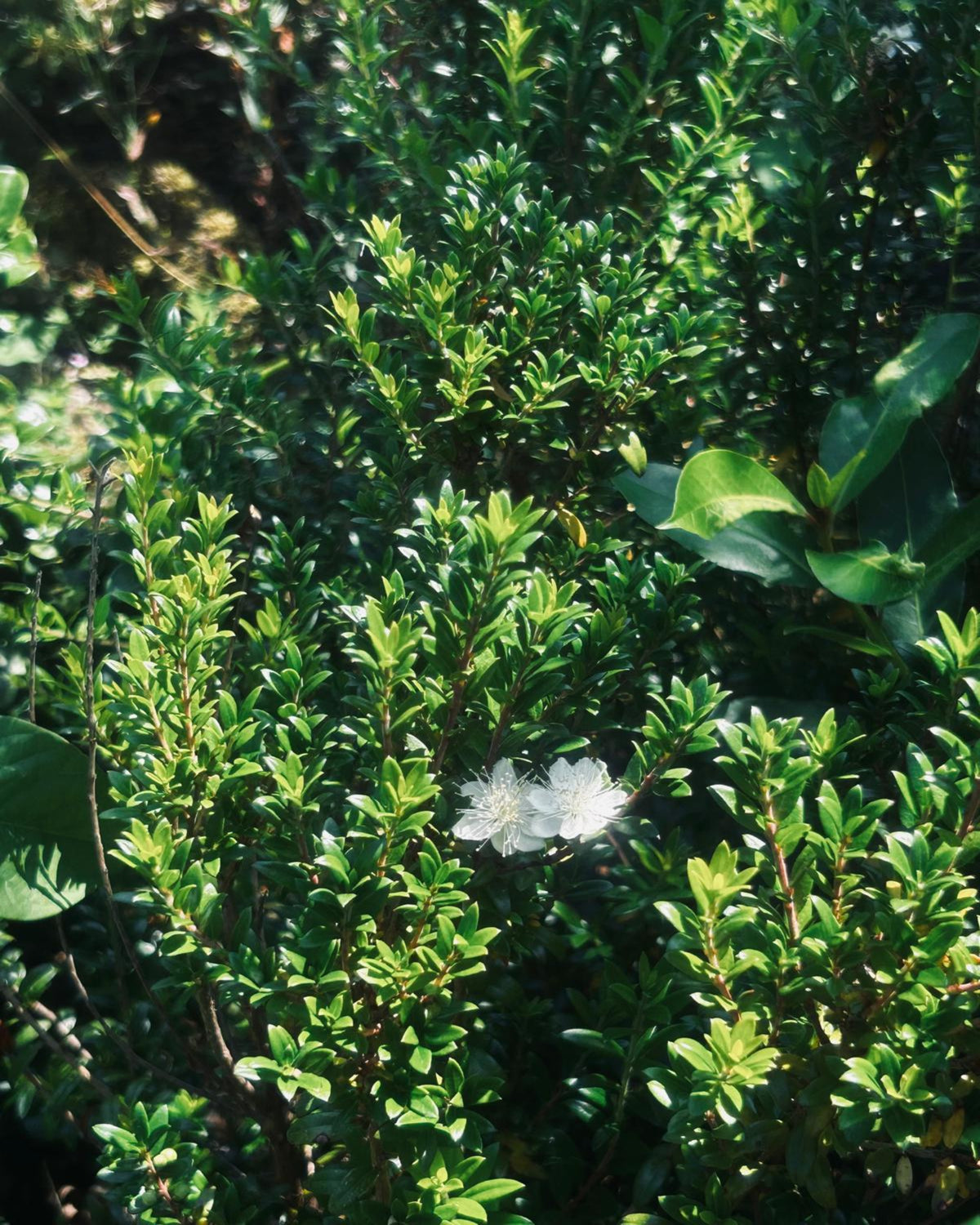 Myrtus species