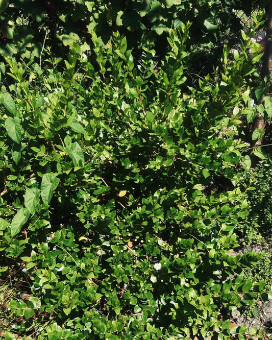 Chilenische Myrte/ Arayan
