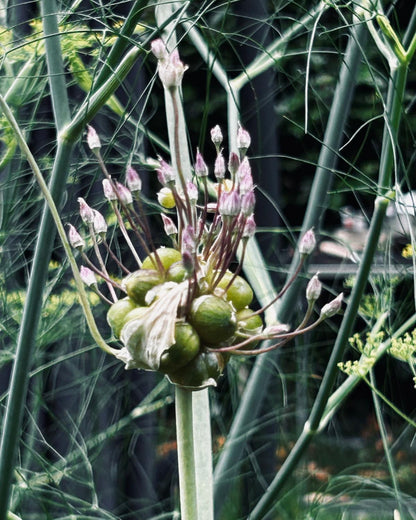 Elefanten-Knoblauch/ Ackerlauch